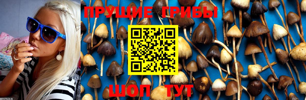 Галлюциногенные грибы Psilocybe Абинск